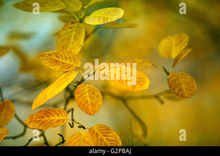 Branches width Brightly colored Foliage in Autumn Forest Stock Photo