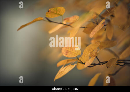 Branches width Brightly colored Foliage in Autumn Forest Stock Photo