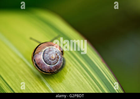 Small banded garden snail in summer on green leaf Stock Photo