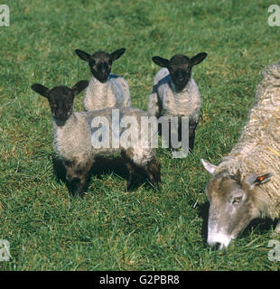 Three Suffolk cross lambs with black faces by north country mule ewe at grass in spring, Wiltshire Stock Photo