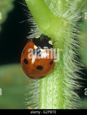 A seven spotted ladybird, Coccinella septempunctata, on a hairy stem with some aphid prey Stock Photo