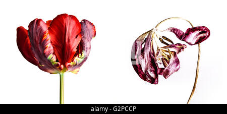 Concept Shot with Fresh and Withered Tulip Flower as a Concept of Aging and Decay Stock Photo