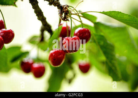 Ripe and juicy sweet Red Cherries on the Tree in Summer Stock Photo