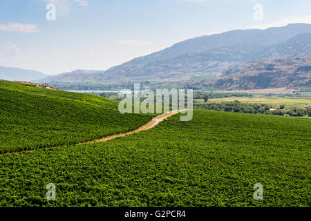 Extensive vineyards in the Okanagan Valley, seen from Burrowing Owl Winery, near Oliver, BC, Canada. Stock Photo