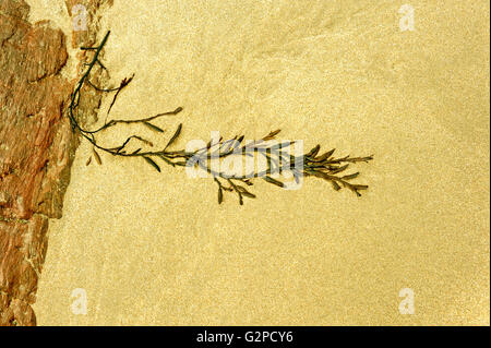 SEAWEED ON A BEACH IN DEVON ENGLAND UK Stock Photo