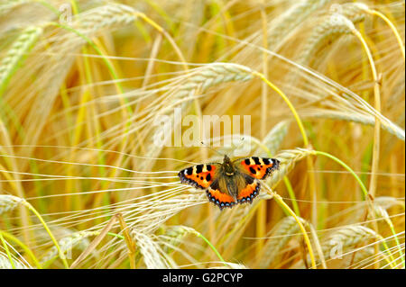 SMALL TORTOISESHELL BUTTERFLY IN A WHEAT FIELD Stock Photo