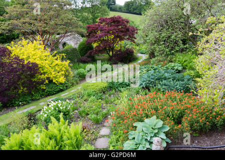 Foliage and floral display at the start of summer in the walled garden, the Garden House, Devon, UK Stock Photo