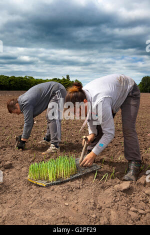 Halsall, UK. 1st June, 2016. Romanian Migrant farm workers travel to Halsall in Lancashire each year to help with the cultivation seeding and harvest of vegetable crops, which are then sold on to major UK supermarkets.  Agricultural-based employers may include farmers, farm co-operatives, food processors and nurseries.  Some may contract with farm labour contractors to oversee the hiring and payment of the migrant or seasonal crews.  Credit:  Cernan Elias/Ģ����ý Live News Stock Photo