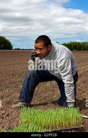 Halsall, UK. 1st June, 2016. Romanian Migrant farm workers travel to Halsall in Lancashire each year to help with the cultivation seeding and harvest of vegetable crops, which are then sold on to major UK supermarkets.  Agricultural-based employers may include farmers, farm co-operatives, food processors and nurseries.  Some may contract with farm labour contractors to oversee the hiring and payment of the migrant or seasonal crews.  Credit:  Cernan Elias/Ģ����ý Live News Stock Photo