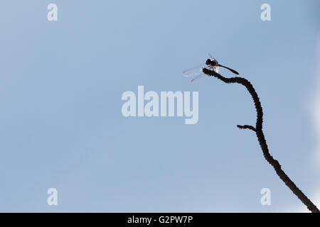 Asuncion, Paraguay. 2nd Jun, 2016. Dragonlet perches on pinus tree branch silhouette, is seen during sunny day in Asuncion, Paraguay. Credit: Andre M. Chang/Alamy Live News Stock Photo