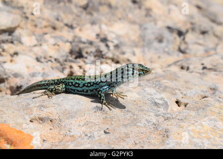Podarcis Pityusensis Formenterae lizard resting on stone Stock Photo