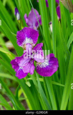 Single flower of the Siberian Iris cultivar, Iris sibirica 'Sparkling Rose' Stock Photo