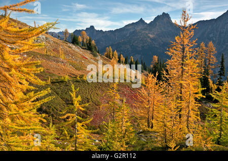 WASHINGTON - Larch trees in autumn colors in the Okanogan-Wenatchee National Forest near Maple Pass in the North Cascades. Stock Photo