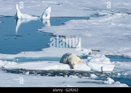 A polar bear Ursus arctos resting on sea ice. During summer the sea ice becomes so thin the bears cannot walk or hunt on it.