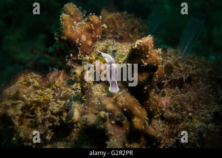 Lovely headshield slug, Chelidonura amoena, on a coral reef in the South China Sea, Coral Triangle, Brunei. Stock Photo