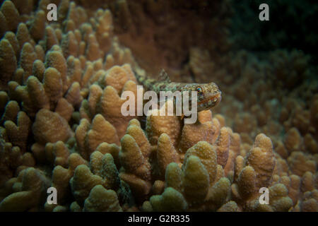 Variegated Lizardfish, Synodus variegatus, on a hard coral, South China Sea, Brunei, Coral Triangle. Stock Photo