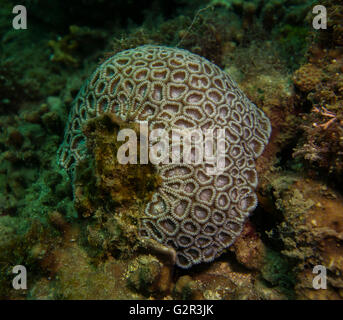 Favites sp., honeycomb hard coral, tropical coral reef in Brunei Darussalam. Stock Photo