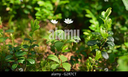 Trientalis europaea flower in forest Stock Photo