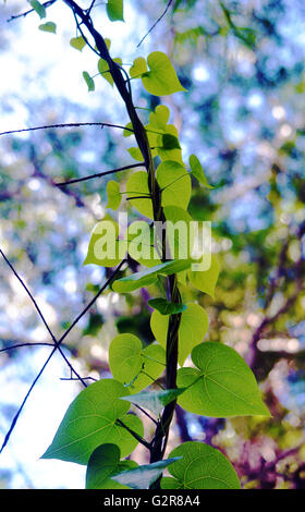 Heart shaped green vine leaves climbing a branch in the forest Stock Photo