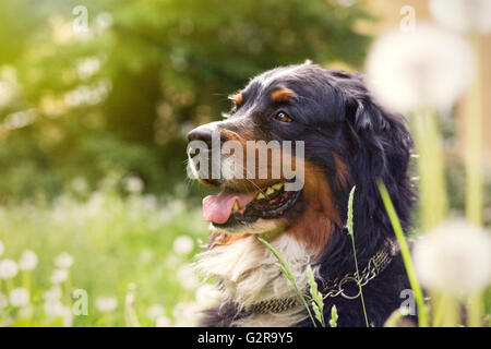 bernese mountain dog sitting in dandelions, toned image Stock Photo