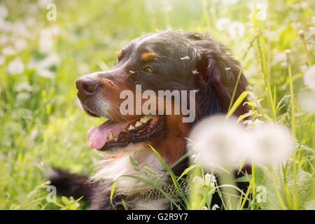 bernese mountain dog sitting in dandelions, toned image Stock Photo