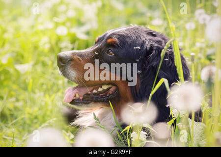 bernese mountain dog sitting in dandelions, toned image Stock Photo