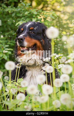bernese mountain dog sitting in dandelions, toned image Stock Photo