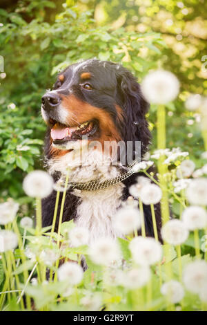 bernese mountain dog sitting in dandelions, toned image Stock Photo