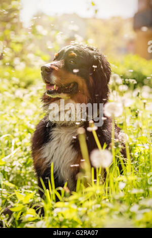 bernese mountain dog sitting in dandelions, toned image Stock Photo