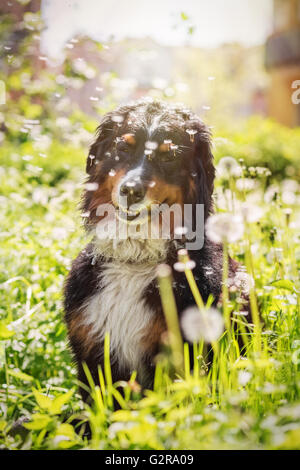 bernese mountain dog sitting in dandelions, toned image Stock Photo