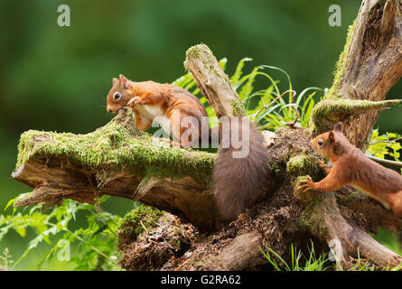 One Red squirrel (Sciurus vulgaris) collecting hazelnuts from a tree stump, while a second squirrel looks on, Aigas Field Centre Stock Photo