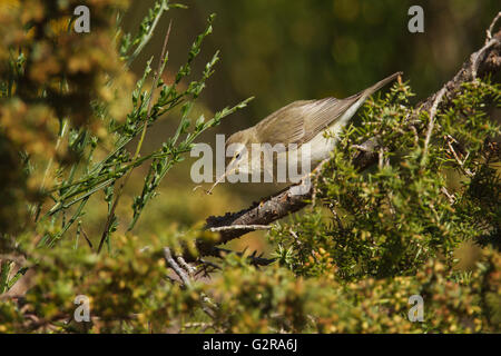Willow warbler (Phylloscopus trochilus) collecting nesting material amongst gorse and jasmine, Aigas Field Centre, Beauly Stock Photo
