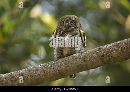 Jungle owlet, Glaucidium radiatum, Corbett Tiger Reserve, Uttarakhand, India Stock Photo