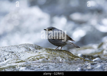 Plumbeous water redstart (Phoenicurus fuliginosus), Corbett Tiger Reserve, Uttarakhand, India Stock Photo