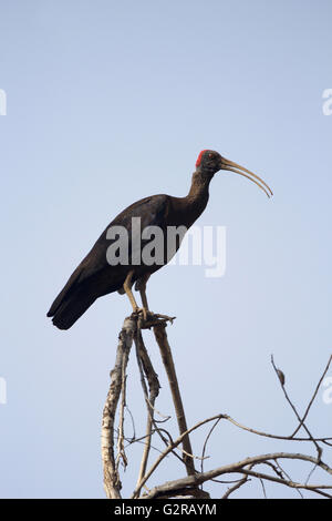 Red-naped ibis, Pseudibis papillosa, Bandhavgarh Tiger Reserve, Madhya Pradesh, India Stock Photo