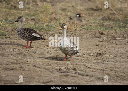 Spot-billed duck, Anas poecilorhyncha, Chambal, Rajasthan, India Stock Photo