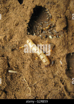 Queen Termite at the entrance of her nest, Pune, Maharashtra, India