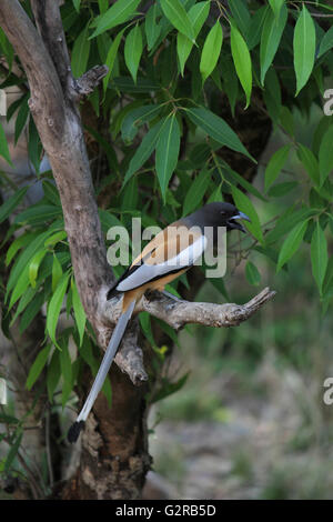 Rufous treepie, Dendrocitta vagabunda, Ranthambhore Tiger Reserve, Rajasthan, India Stock Photo