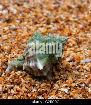Wet seashell on sand in sunny day. Close-up view. Stock Photo