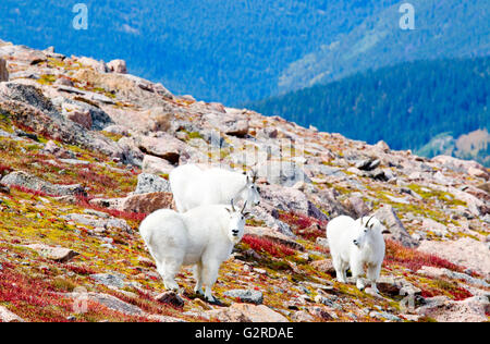 Mountain Goats on the trail to the summit of 14,065 Mount Bierstadt on a beautiful early autumn morning in the high country Stock Photo
