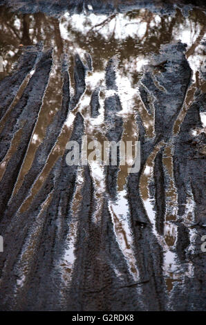 Reflections of trees in mountain bike tire (tyre) tracks in puddles on a muddy road Stock Photo