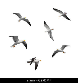 Great black-backed gulls. Set of big flying seagulls isolated on white background Stock Photo