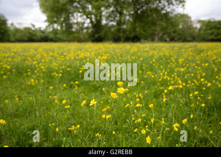 Wraysbury, UK. 23rd May, 2016. Buttercups flowering in a meadow in Berkshire. Stock Photo