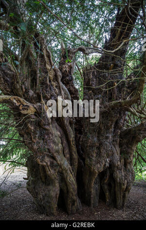 Wraysbury, UK. 23rd May, 2016. The Ankerwycke Yew, an ancient yew tree close to the ruins of St Mary's Priory. Stock Photo