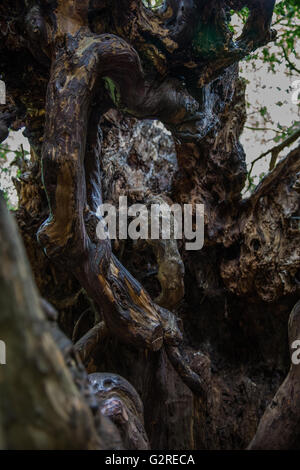 Wraysbury, UK. 23rd May, 2016. Detail of the interior of the Ankerwycke Yew, an ancient yew tree close to St Mary's Priory. Stock Photo