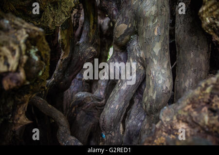 Wraysbury, UK. 23rd May, 2016. Detail of the interior of the Ankerwycke Yew, an ancient yew tree close to St Mary's Priory. Stock Photo