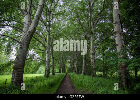 Wraysbury, UK. 23rd May, 2016. An avenue of grey poplar trees. Stock Photo