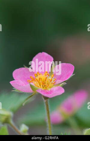 Fragaria × Potentilla hybrid. Pink Strawberry flowers Stock Photo