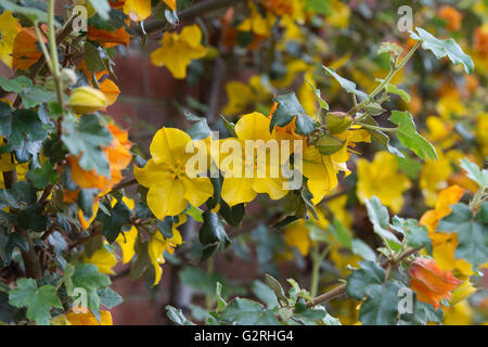 Fremontodendron 'California Glory'. Flannel bush 'California Glory' flowers Stock Photo