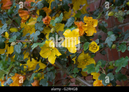 Fremontodendron 'California Glory'. Flannel bush 'California Glory' flowers Stock Photo